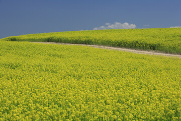 菜の花畑