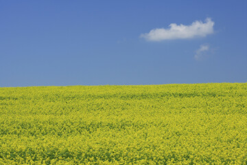 Obraz premium 菜の花畑