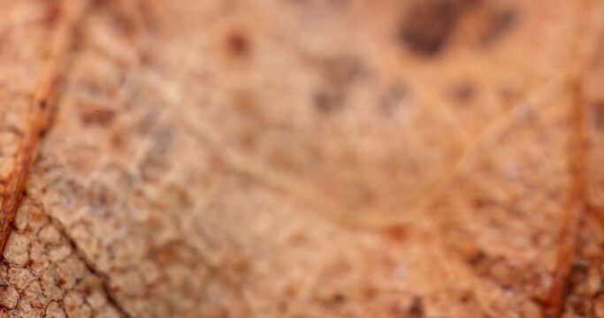 Dead Fallen Leaf in Extreme Closeup