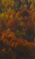 Autumn colorful background	