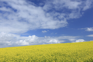 Obraz premium 菜の花畑と入道雲