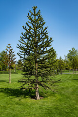 Araucaria araucana, monkey puzzle tree, monkey tail tree or Chilean pine. City Park 