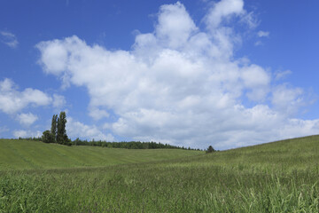 Obraz premium 草原と一本の木