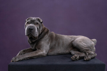 Lying grey Sharpei dog looking at the camera isolated on a purple background