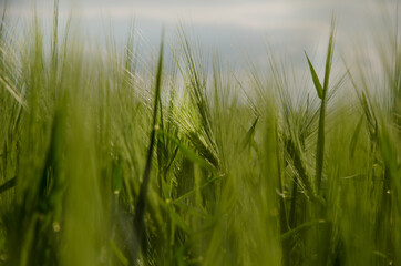 wheat field close up. good background for photo. texture of nature