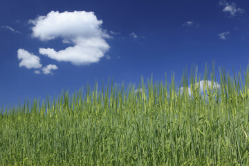 Obraz premium 大麦と雲