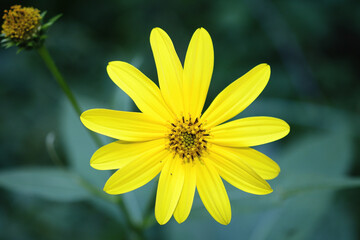 Obraz premium yellow flower in the garden