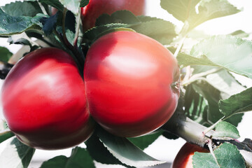 Red apples on branch, close-up. Bunch of bio organic red apples ready to be harvested in an orchard...