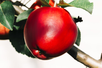 Red apple on branch, close-up. bio organic red apple ready to be harvested in an orchard. Selective...