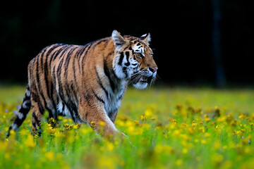 The largest cat in the world, Siberian tiger, Panthera Tigris altaica, running across a meadow full of yellow flowers directly to the camera. Impressionistic scene of the top predator in a nature.