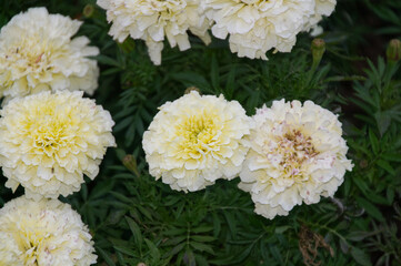 Pale Marigold Flower