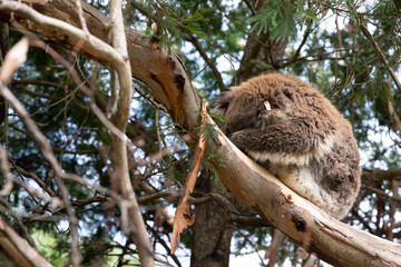 Koala (Phascolarctos cinereus) resting on a tree, in Koala Conservation Centre on Phillip Island, Australia