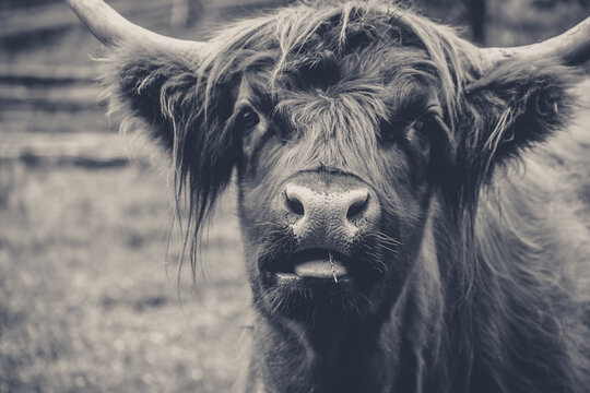 Vacas peludas