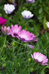 Purple Flowers in a Garden