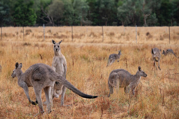Kangaroos in a yellow brown landscape in the Grampians in Australia