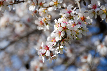 Plum white blooming blossom flowers in early spring, Prunus cerasifera