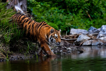 Plakat The largest cat in the world, Siberian tiger, hunts in a creek amid a green forest. Top predator in a natural environment. Panthera Tigris Altaica.