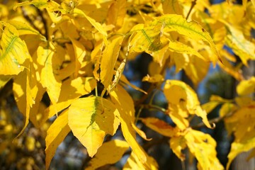 Yellow leaves in the wood