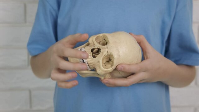 Anatomy skull. Child's hands with a human skull.