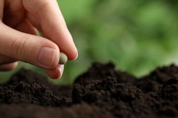 Woman putting pea into fertile soil against blurred background, closeup with space for text....