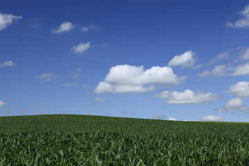 Fototapeta na wymiar とうもろこし畑と雲
