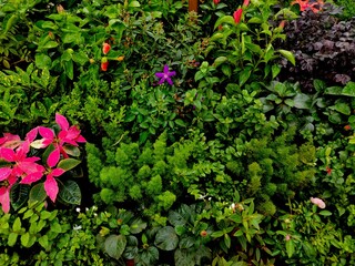 Beautiful small flower and important commercial plants in a Nursery for sale