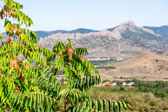 Branches of a tree with green leaves and colorful seeds on a background of mountains