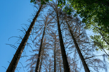 Dying pinewood trees standing before a blue sky, photographed from below. At one side, several green leaves are visible.