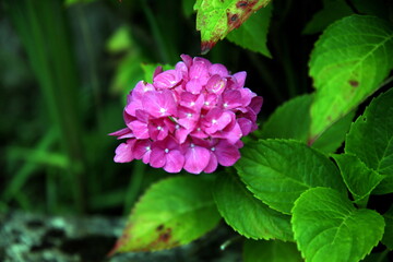 Pink hydrangea flower among leaves
