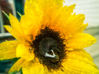 sunflower with water droplets