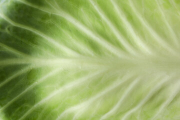 Leaf of white cabbage as background, closeup