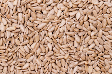 Roasted sunflower seeds background. Macro shot.