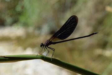 Libélula negra sobre junco