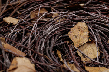 Nest of twigs close up