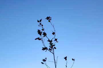Silhouette of a tree with dry autumn leaves. Selective focus.