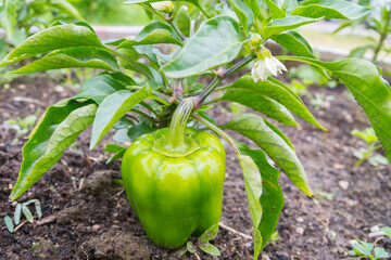 Green delicious sweet pepper grows in the garden in the summer © Viktoriya09