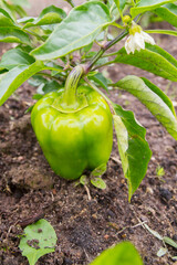 Green delicious sweet pepper grows in the garden in the summer