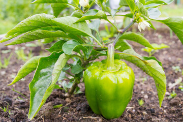 Green delicious sweet pepper grows in the garden in the summer