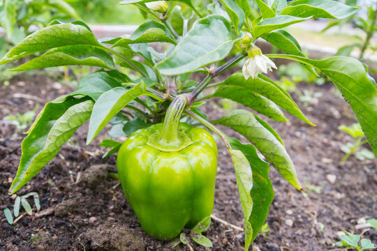 Green delicious sweet pepper grows in the garden in the summer
