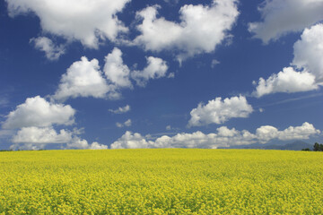 Obraz premium 菜の花畑と雲