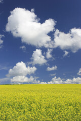 Obraz premium 菜の花畑と雲