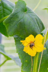 A bee pollinates a yellow flower on a branch with cucumbers in a greenhouse