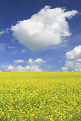 Obraz premium 菜の花畑と雲