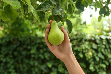 Woman picking pear from tree in orchard, closeup