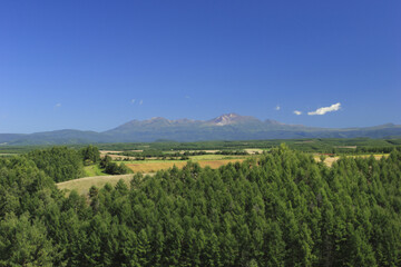 大雪山と樹林