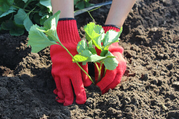 close-up hands in red work gloves plant a strawberry bush in the ground. Plant strawberries in spring. Earnings for third world countries