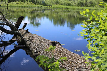 Fallen tree along the marsh.