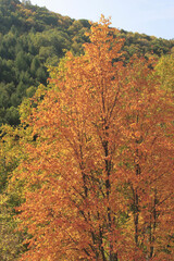 Naklejka premium 紅葉樹林