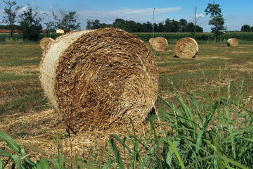 BALLE DI FIENO IN CAMPAGNA