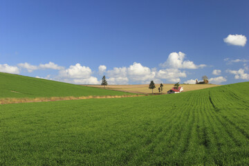 Fototapeta premium 田園風景